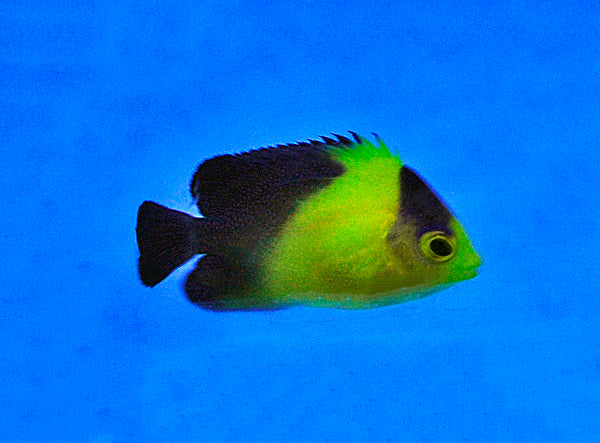 Paracentropyge venusta - T.B.