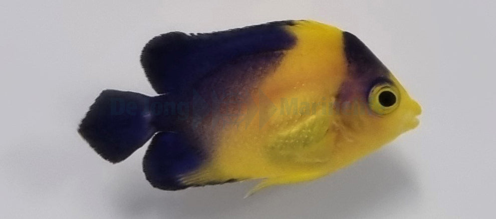 Paracentropyge venusta - T.B.