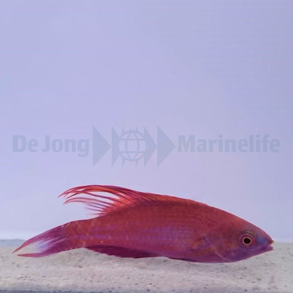 Paracheilinus cyaneus