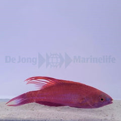 Paracheilinus cyaneus