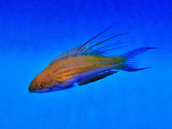 Paracheilinus filamentosus