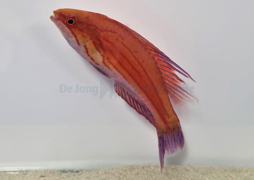 Paracheilinus filamentosus