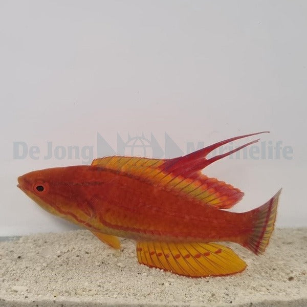 Paracheilinus flavianalis