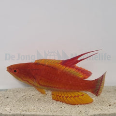 Paracheilinus flavianalis