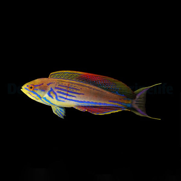 Paracheilinus hemitaeniatus (male)