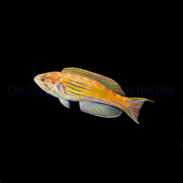 Paracheilinus hemitaeniatus (male)