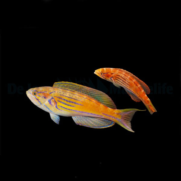 Paracheilinus hemitaeniatus (Pair)