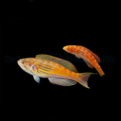 Paracheilinus hemitaeniatus (pair)
