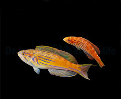 Paracheilinus hemitaeniatus (male)