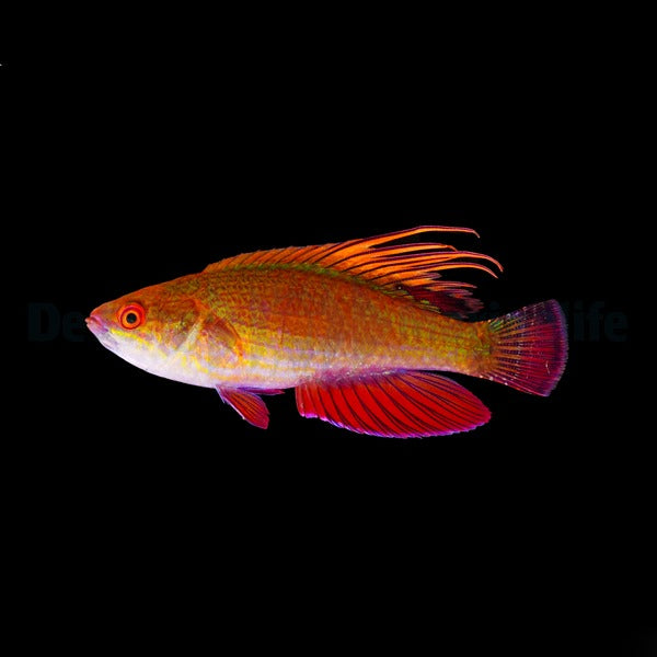 Paracheilinus lineopunctatus