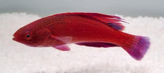 Paracheilinus lineopunctatus
