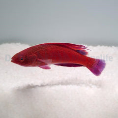 Paracheilinus lineopunctatus