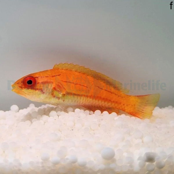 Paracheilinus mccoskeri