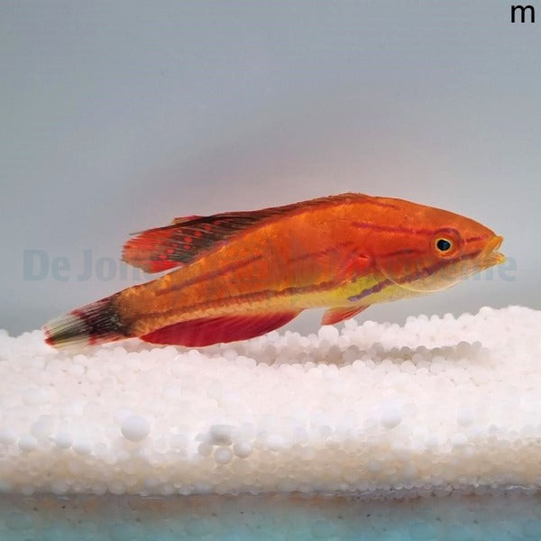 Paracheilinus mccoskeri