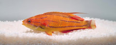 Paracheilinus mccoskeri