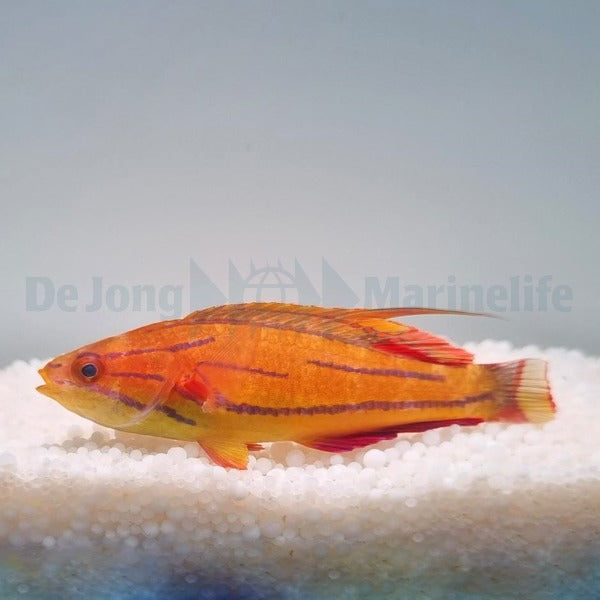 Paracheilinus mccoskeri
