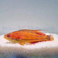 Paracheilinus mccoskeri