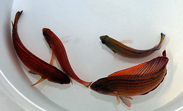 Paracheilinus octotaenia