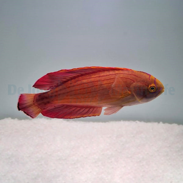 Paracheilinus octotaenia