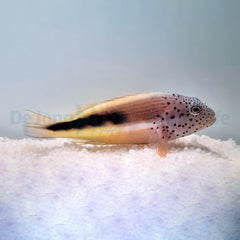 Paracirrhites forsteri