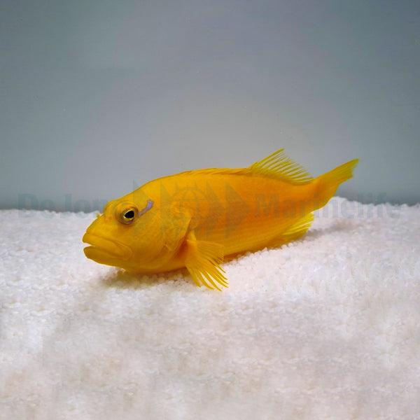 Paracirrhites xanthus