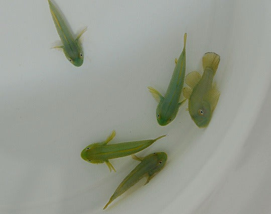 Paragobiodon xanthosomus