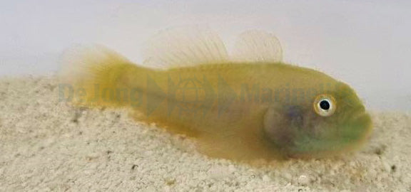 Paragobiodon xanthosomus