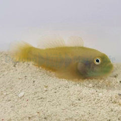 Paragobiodon xanthosomus