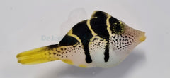 Paraluteres prionurus