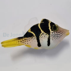 Paraluteres prionurus