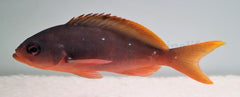 Paranthias colonus