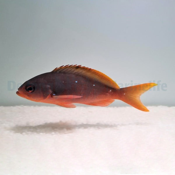 Paranthias colonus