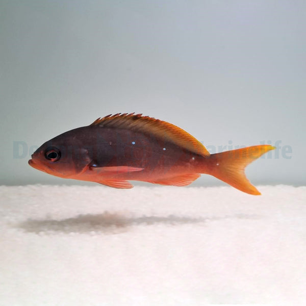 Paranthias colonus
