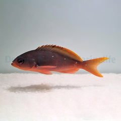 Paranthias colonus