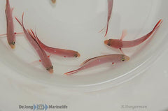 Paranthias furcifer