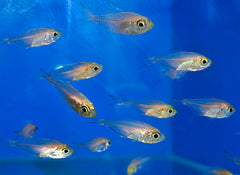 Parapriacanthus ransonneti