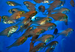 Parapriacanthus ransonneti