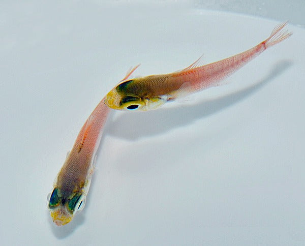 Parapriacanthus ransonneti