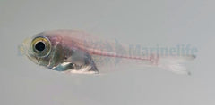 Parapriacanthus ransonneti