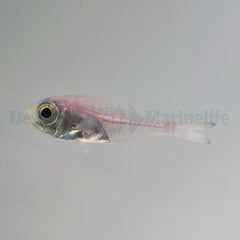 Parapriacanthus ransonneti