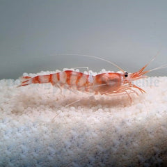 Parhippolyte uveae