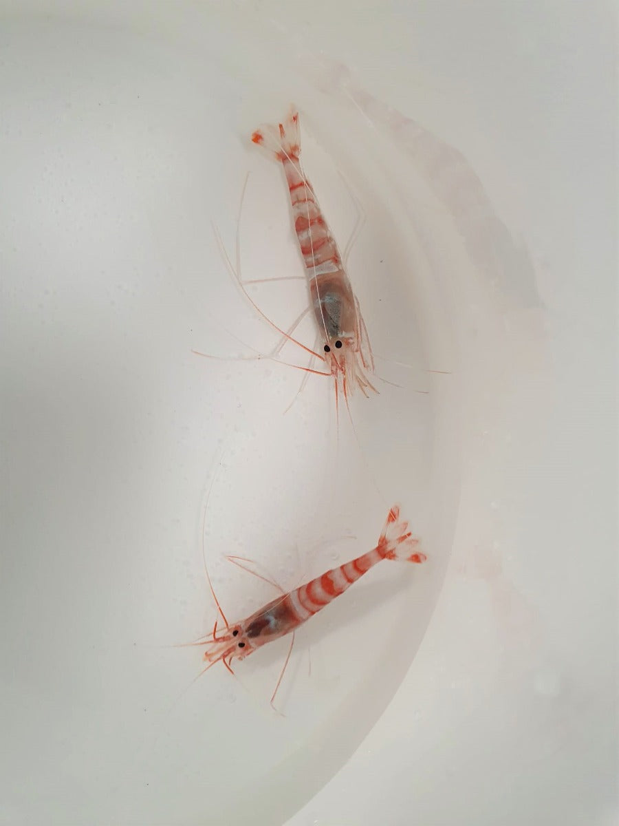 Parhippolyte uveae