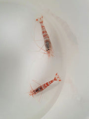 Parhippolyte uveae