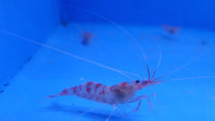 Parhippolyte uveae