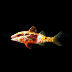 Parupeneus barberinoides