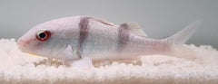 Parupeneus bifasciatus