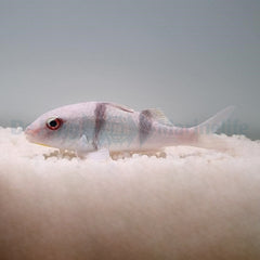 Parupeneus bifasciatus