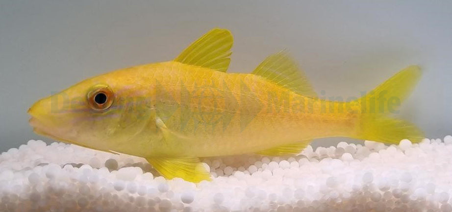 Parupeneus cyclostomus