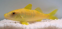 Parupeneus cyclostomus