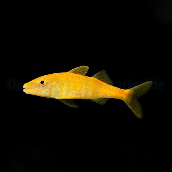 Parupeneus cyclostomus